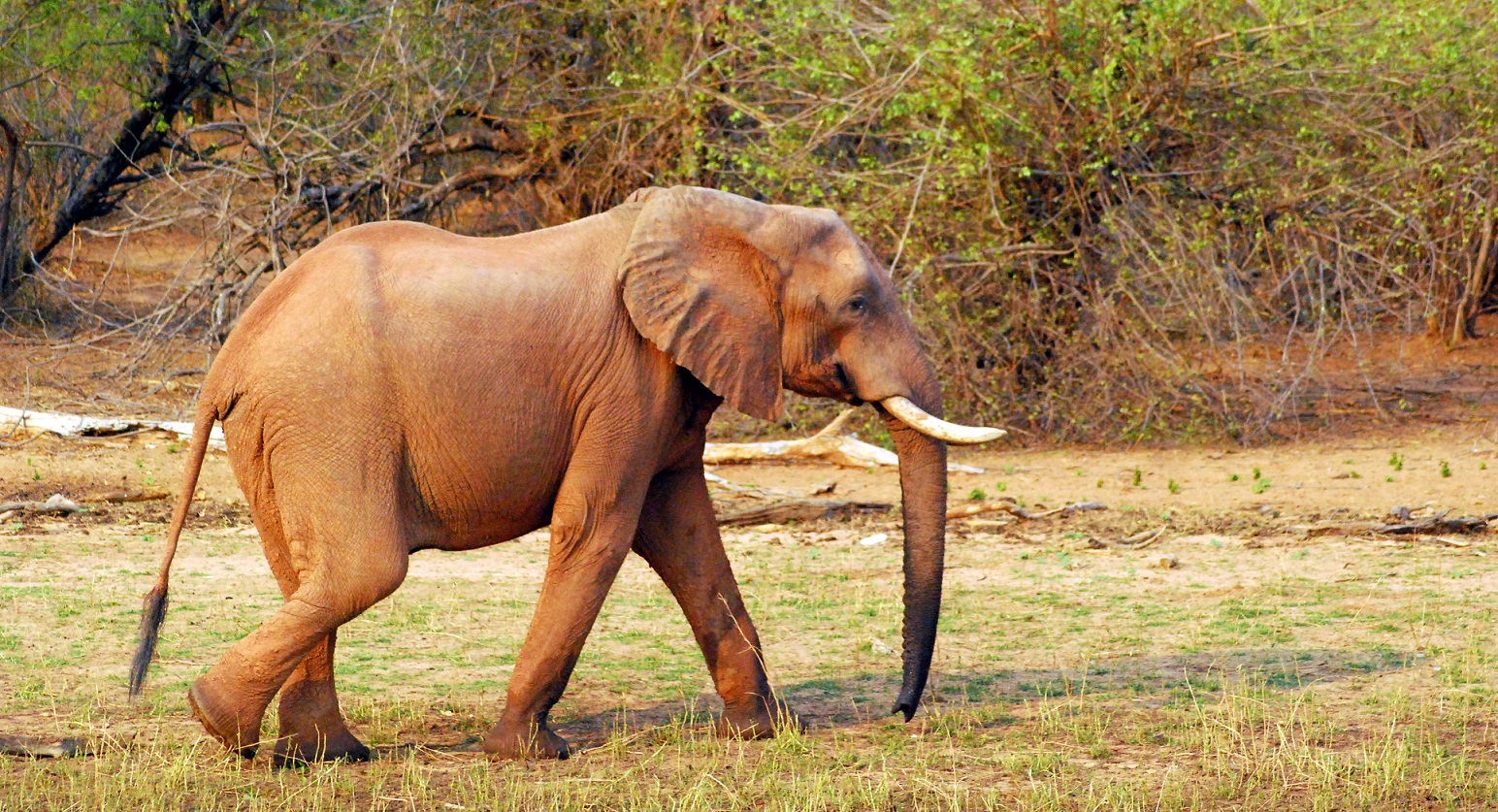 Elephant walking v.2.jpg