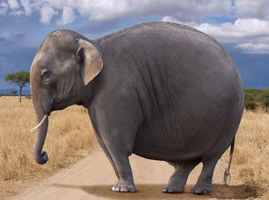 Elephant-Weight-Loss-Camp-Could-Soon-Open-in-California-US-422874-2.jpg