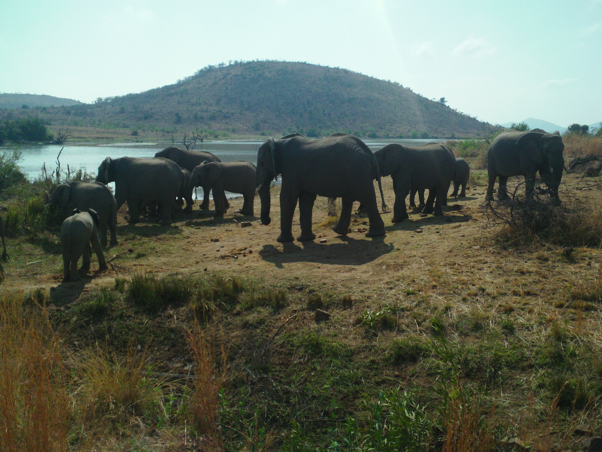 Elephants at Pilanisberg.JPG