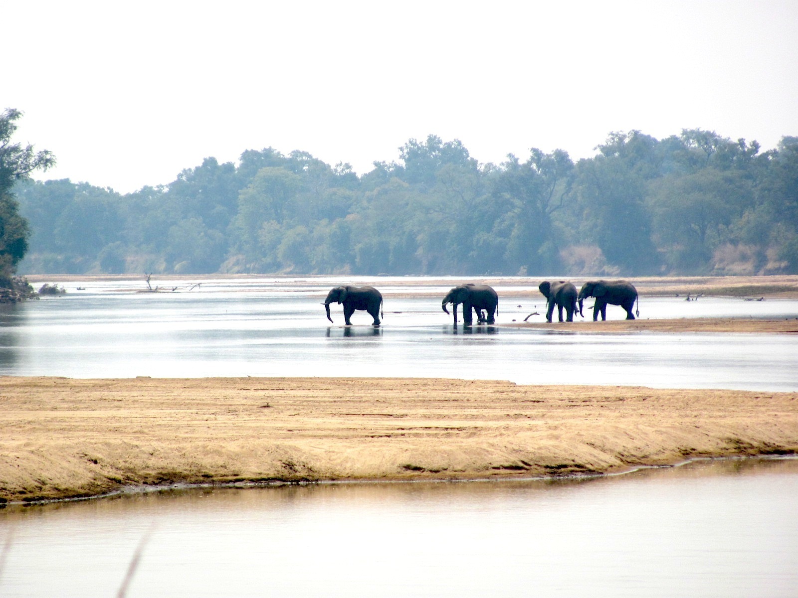 eles on Luangwa Zambia.JPG