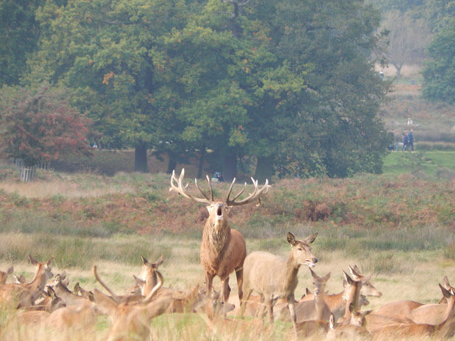 england camera 602.JPG