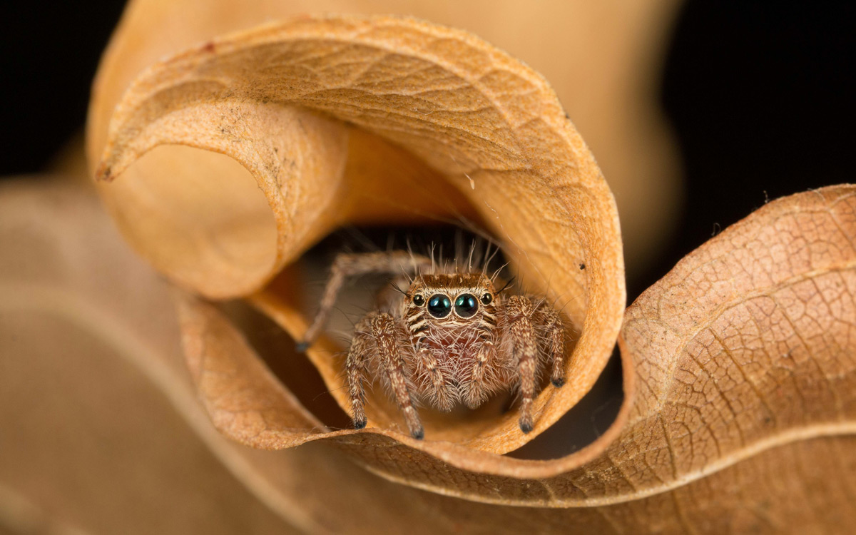 Eraine-van-Schalkwyk-Jumping-spider-in-folded-leaf-Greater-Kruger-3.jpg