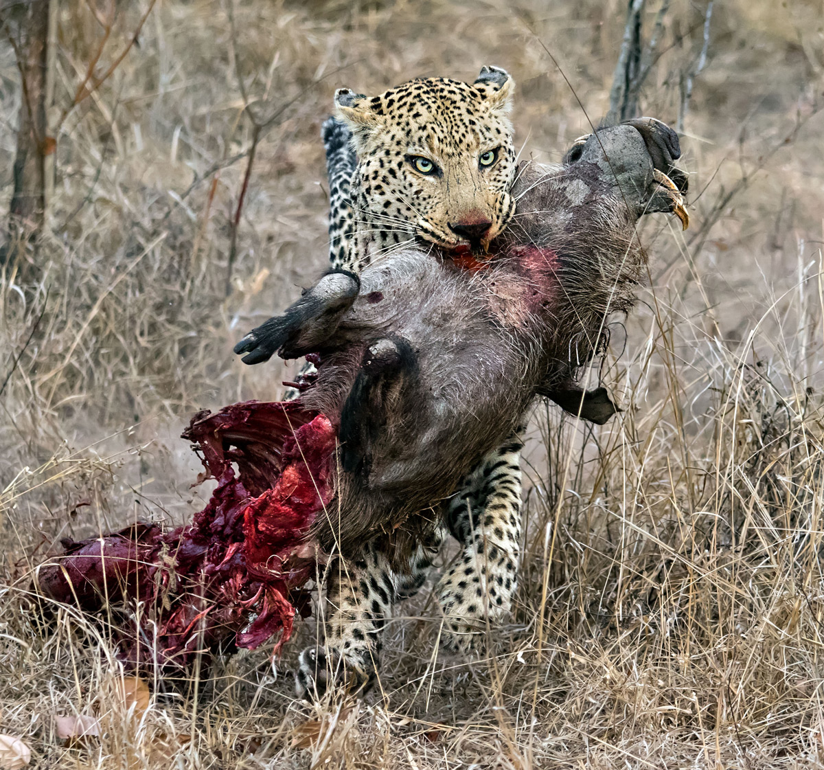 Ernest-Porter-male-leopard-with-warthog-Kruger-2.jpg