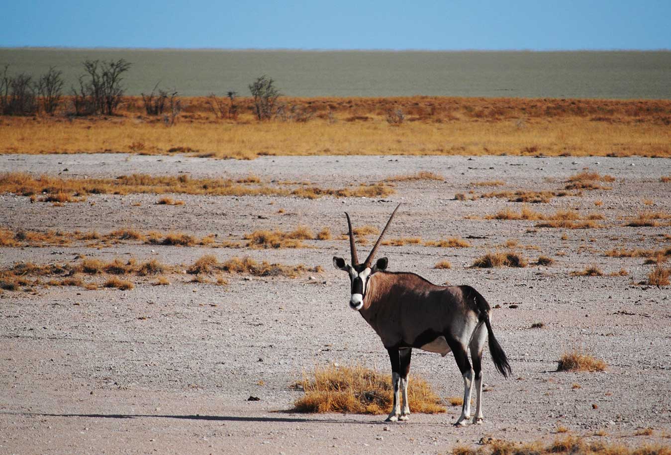 Etosha.jpg