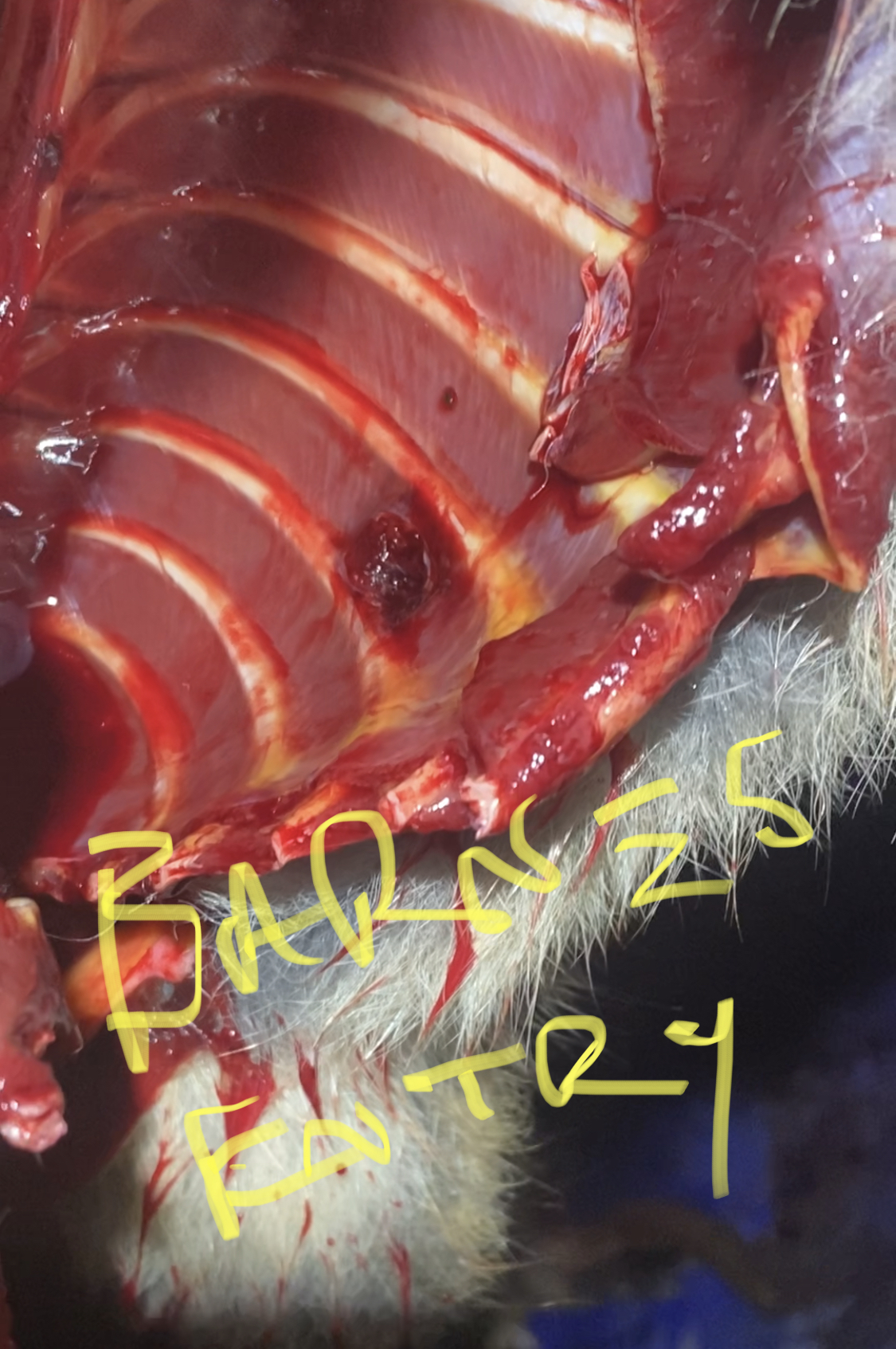 F90B373F-AF16-4636-A70D-8F04A3F66A96.jpeg