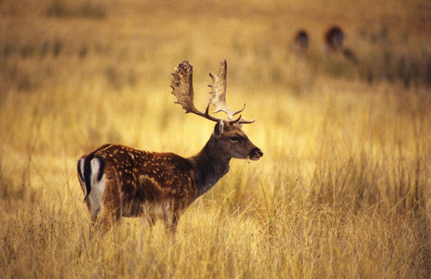 Fallow-Deer-864x560.jpg