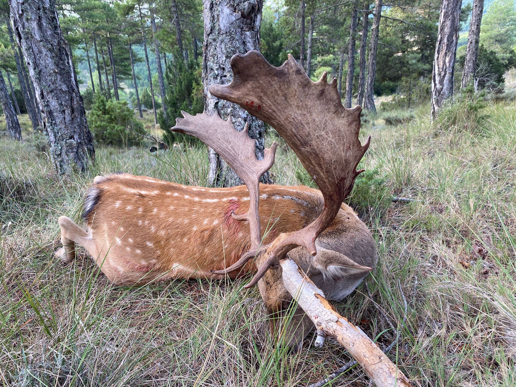 Fallow deer.jpeg