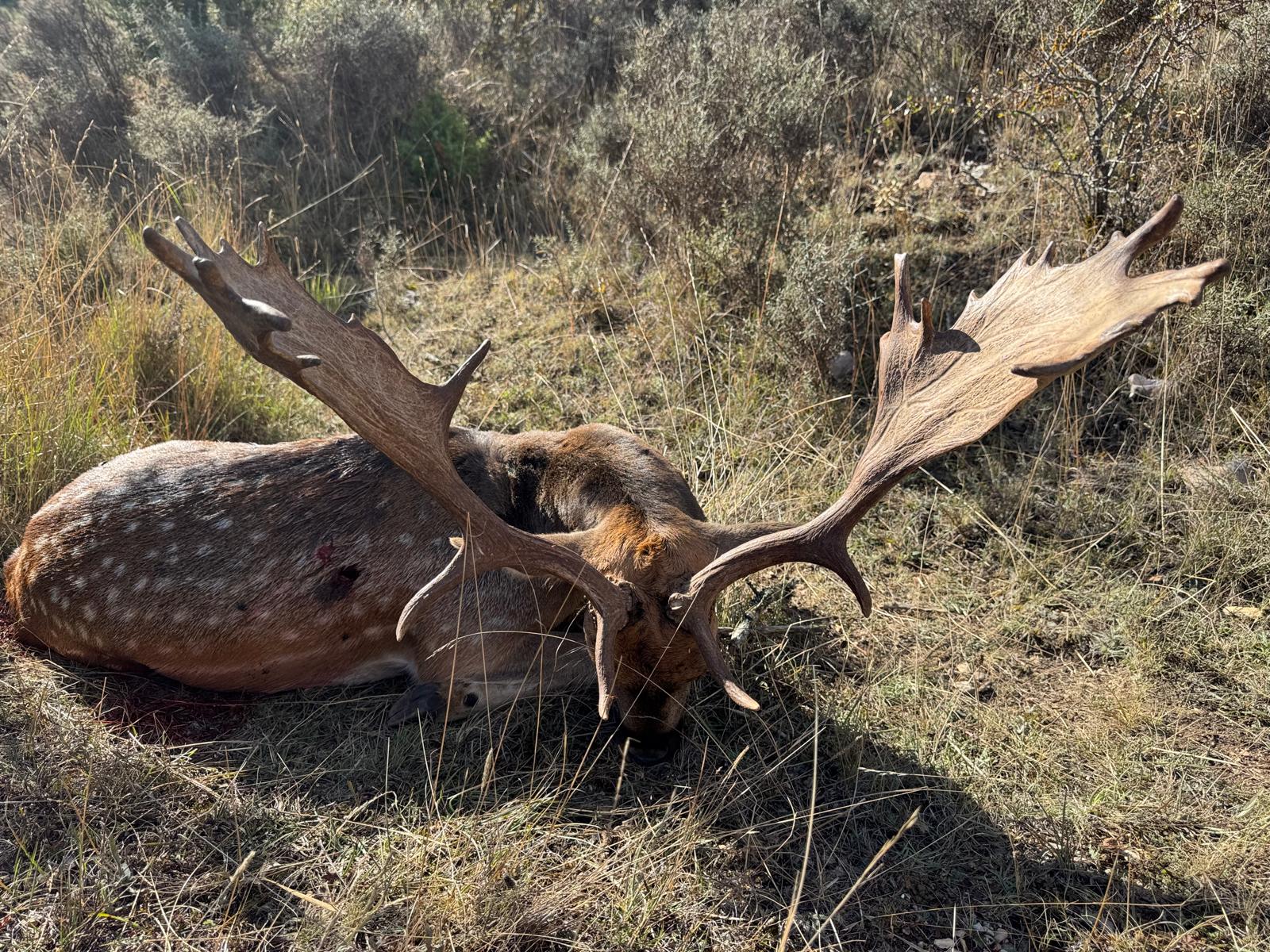 Fallow deer2.jpeg