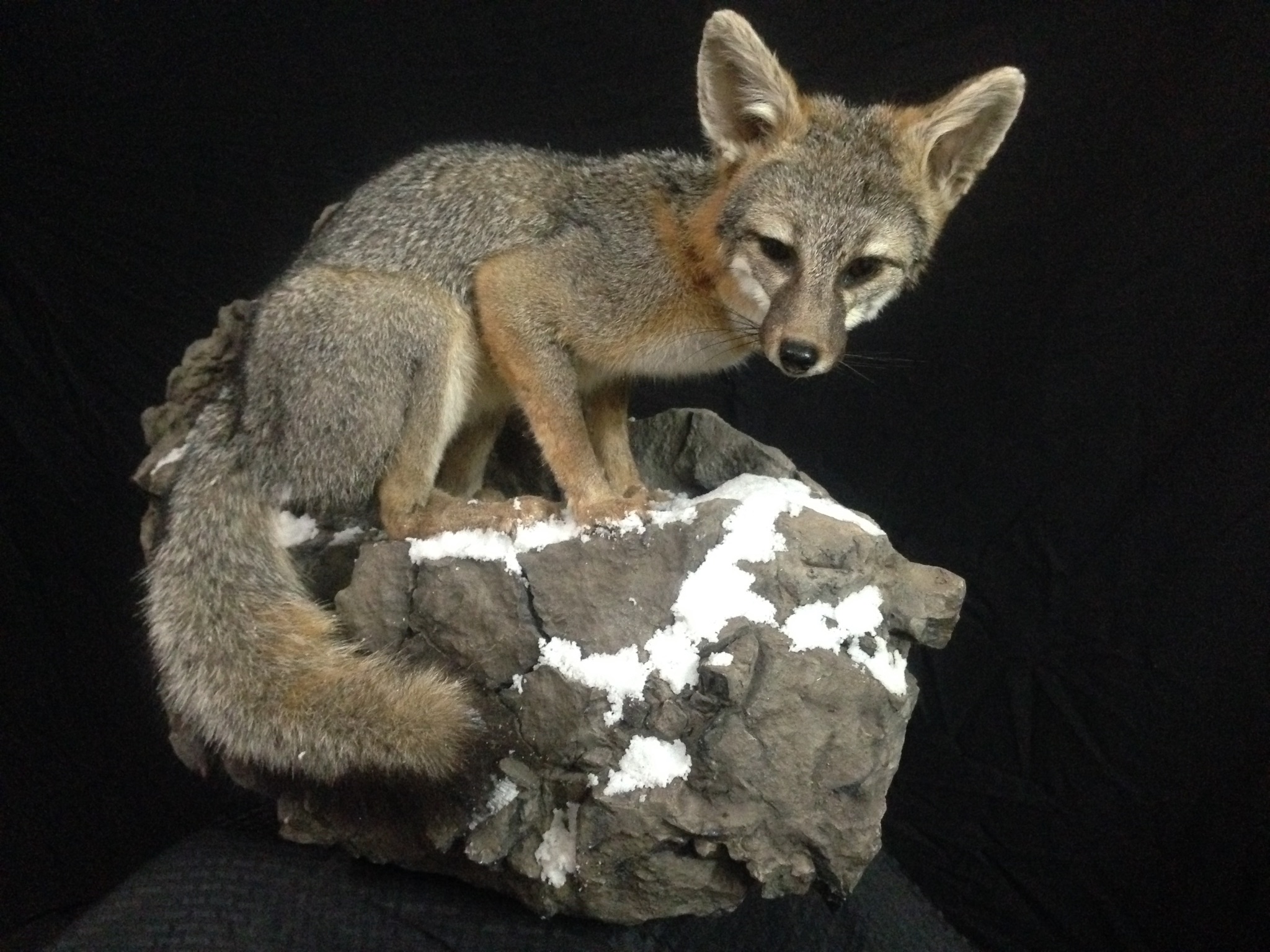 Fox .jpg