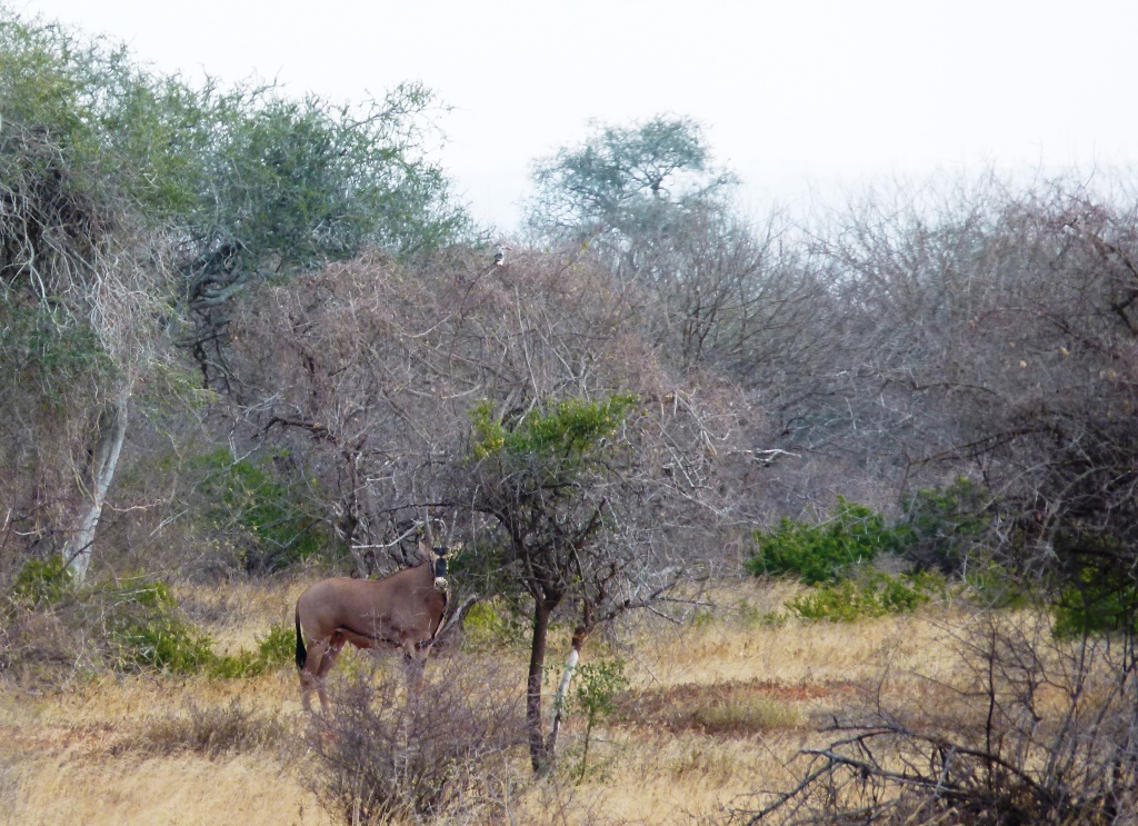 Fringe eared oryx.JPG