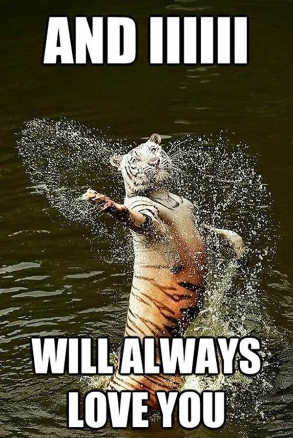 funny-animal-memes-006-008.jpg