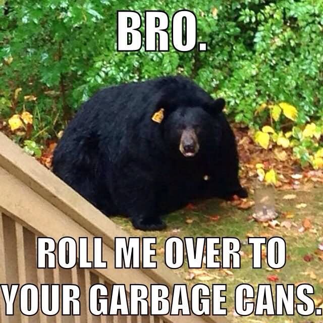 Funny-Bear-Meme-Roll-Me-Over-To-Your-Garbage-Cans-Picture.jpg