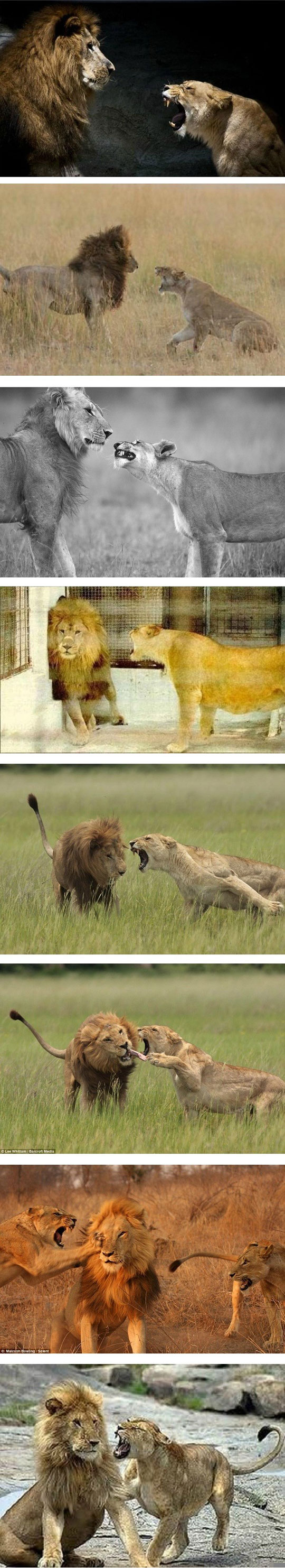 funny-female-lion-shouting-male.jpg