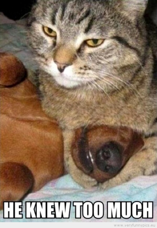 funny-picture-cat-and-dog-he-knew-to-much-540x782.jpg