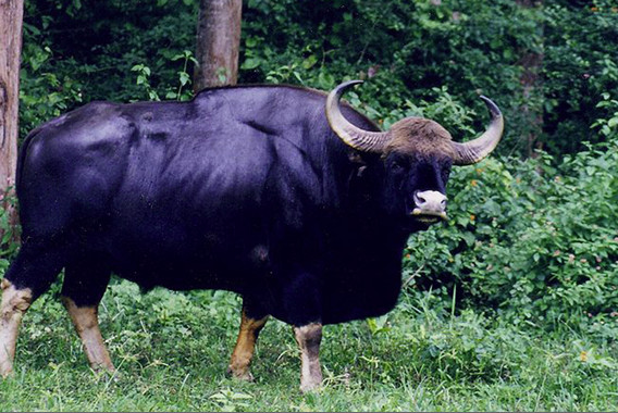 gaur bull.jpg