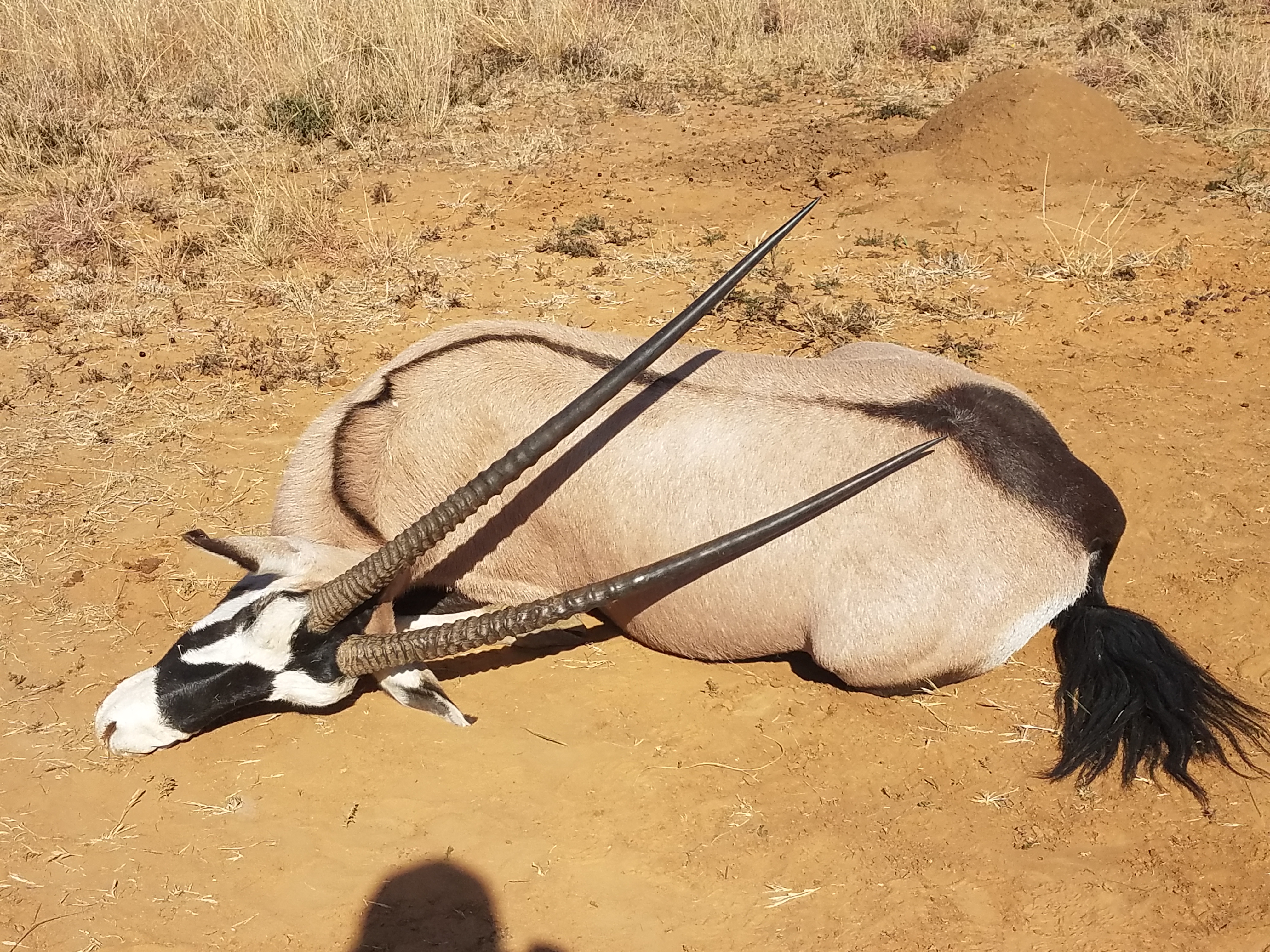 Gemsbok down.jpg