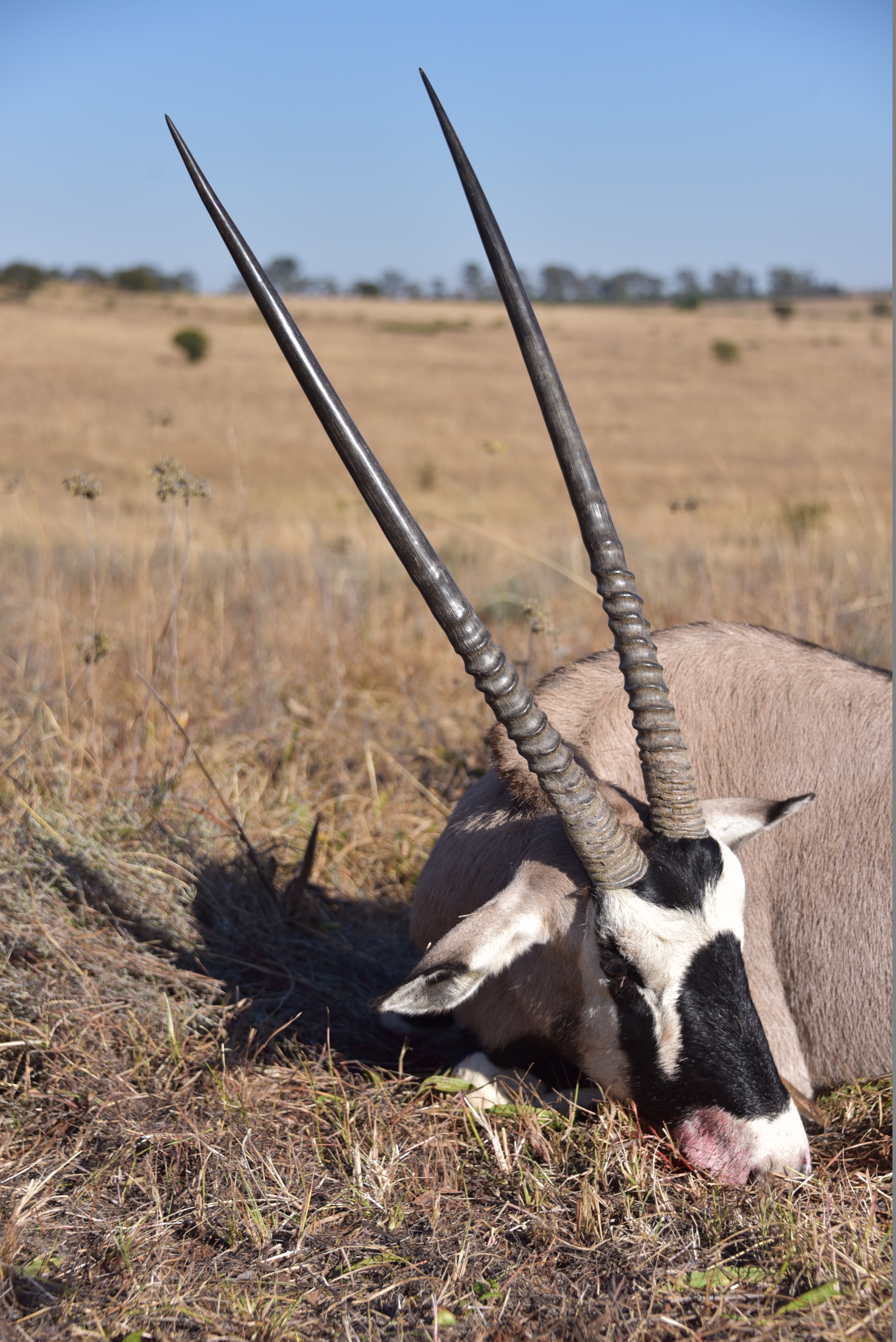 Gemsbok.jpg