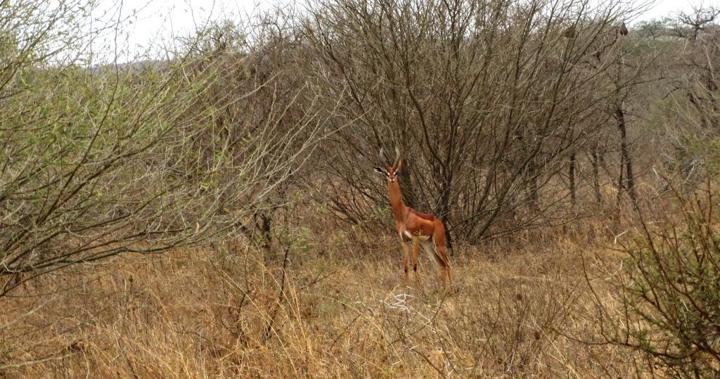 gerenuk (4).JPG