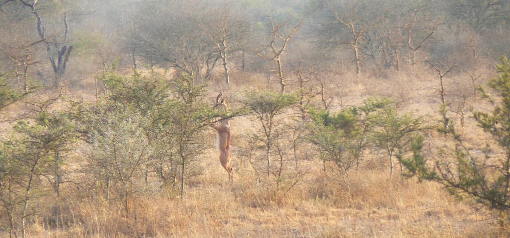 gerenuk (7).JPG