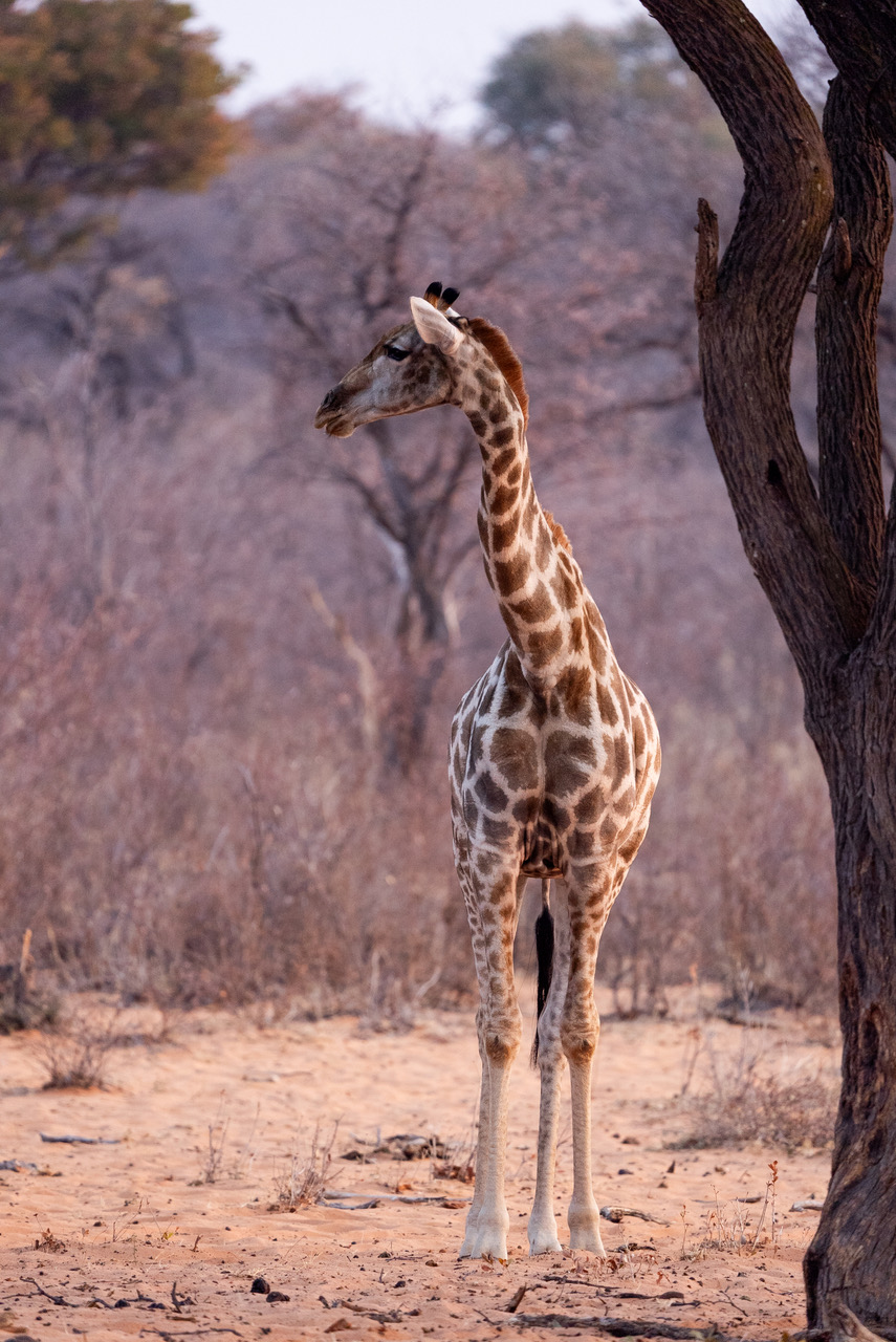 Giraffe.jpeg