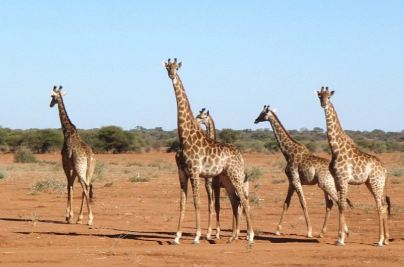 giraffe.jpg