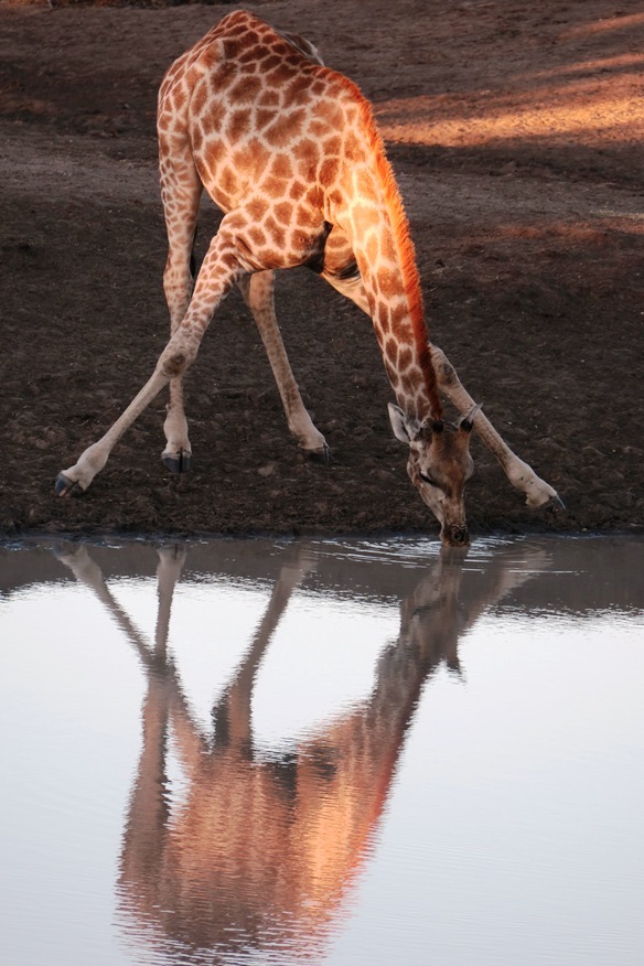 giraffe mirror.JPG