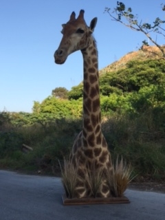 Giraffe pedestal mount.JPG