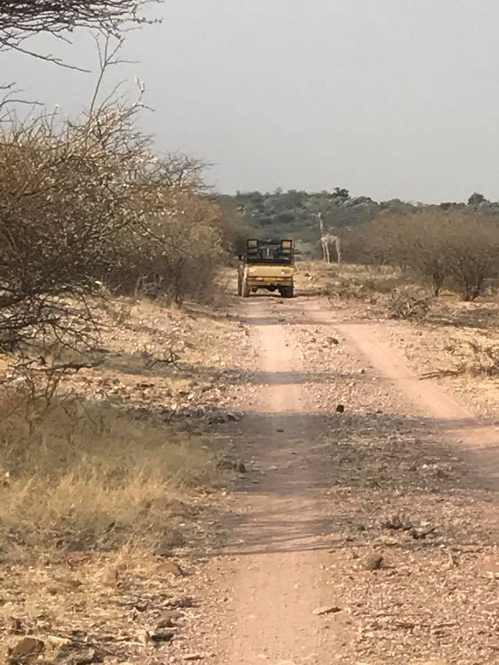 giraffe2.jpg