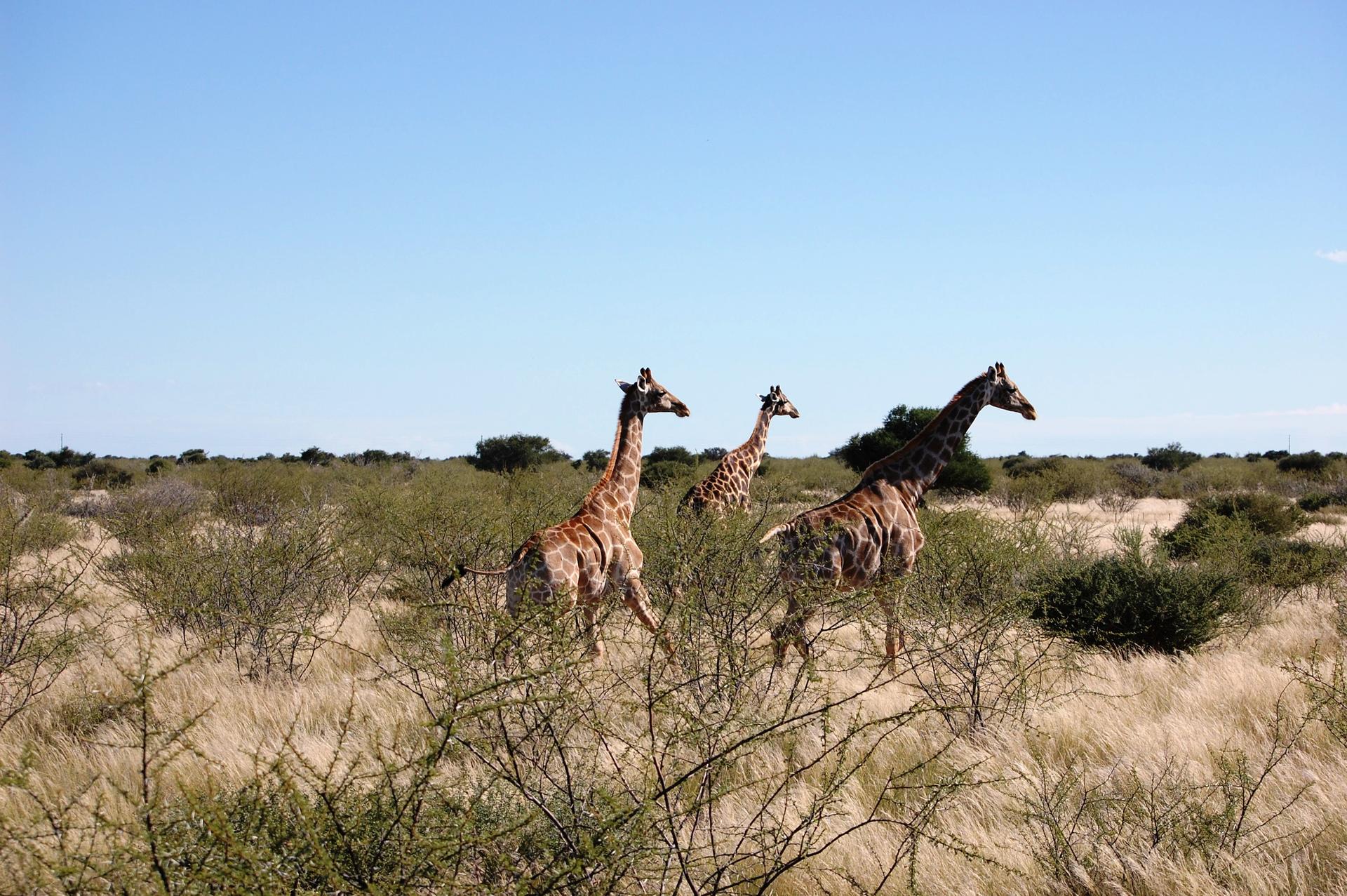 Giraffes.jpg