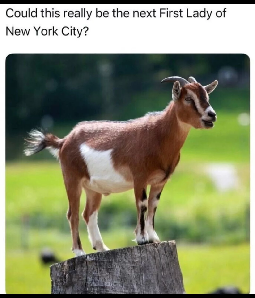 goat.webp