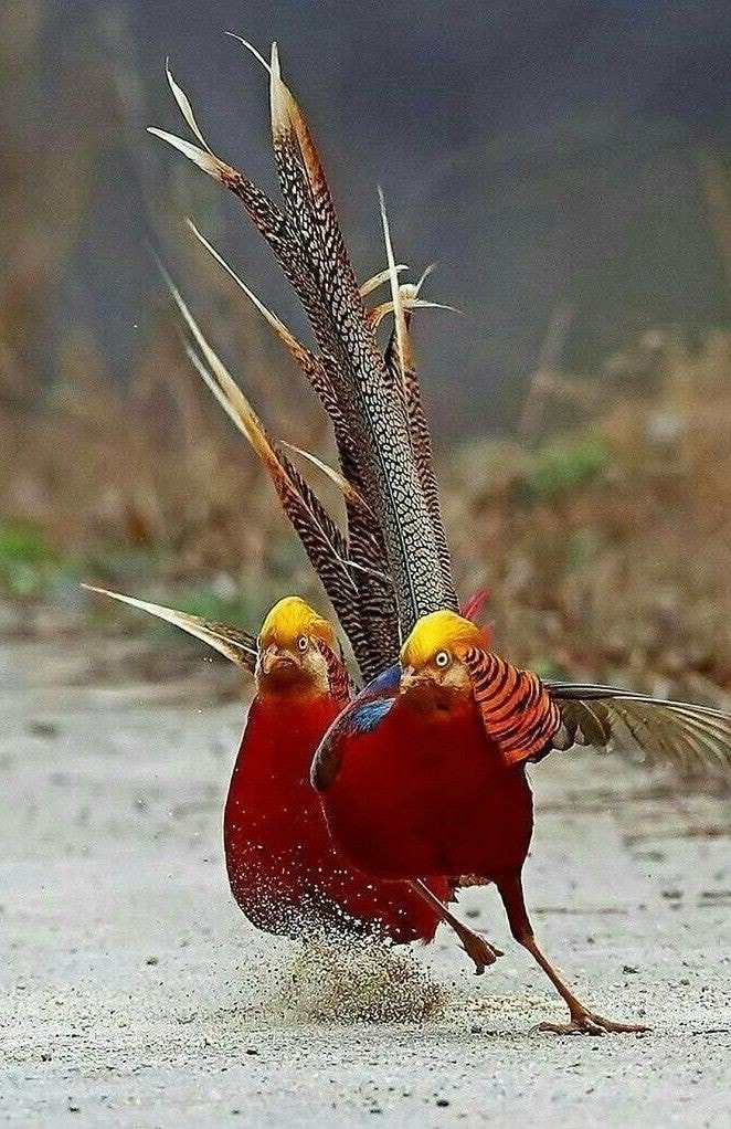Golden or Chinese Pheasant - 2.jpg