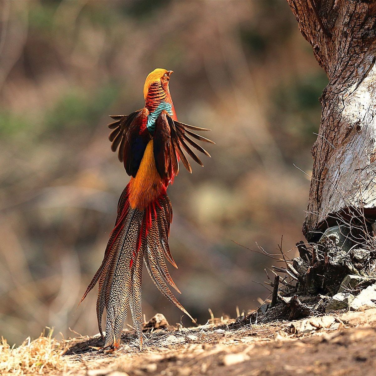 Golden or Chinese Pheasant - 3.jpg