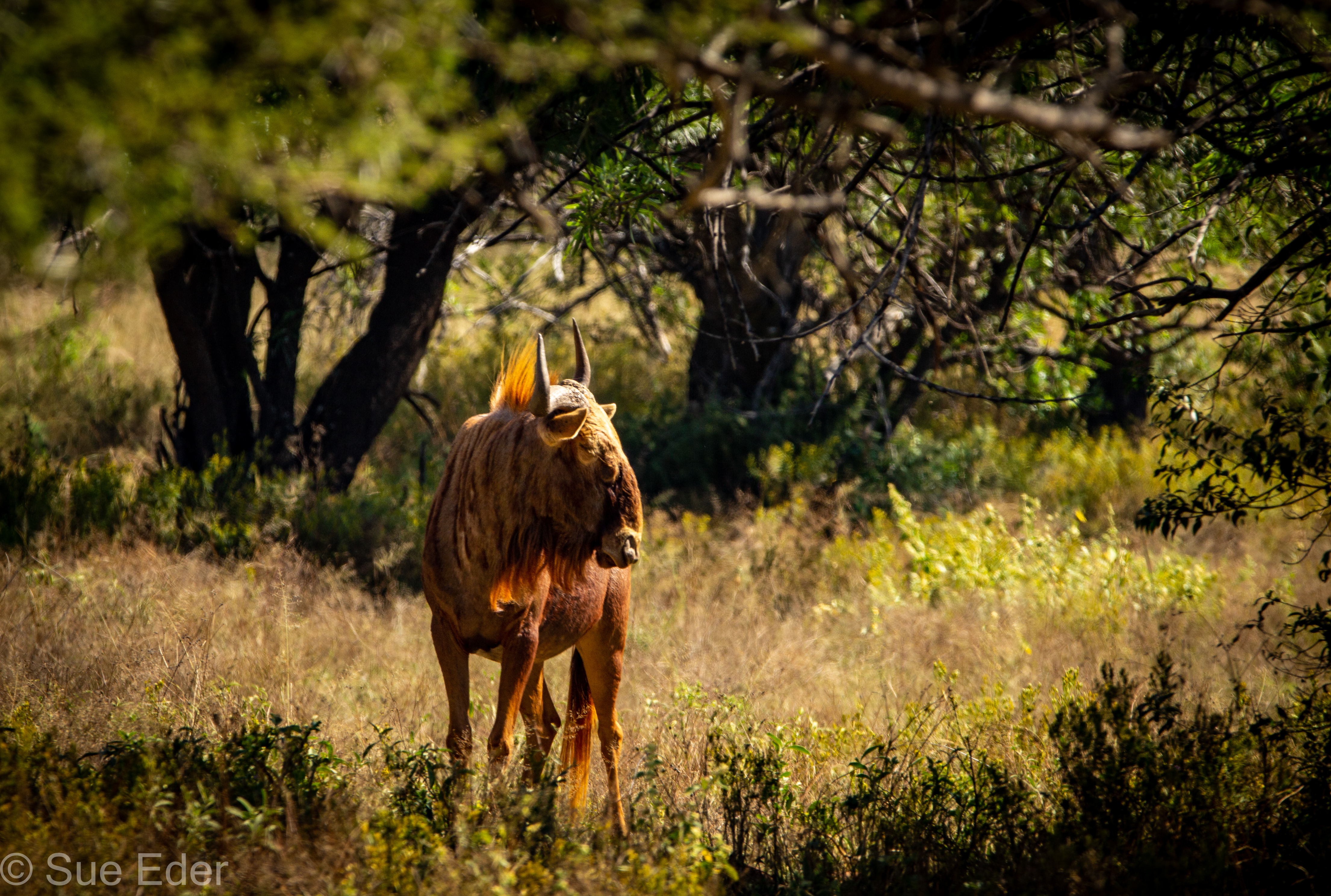 Golden Wildebeest Tsala 2021.jpg