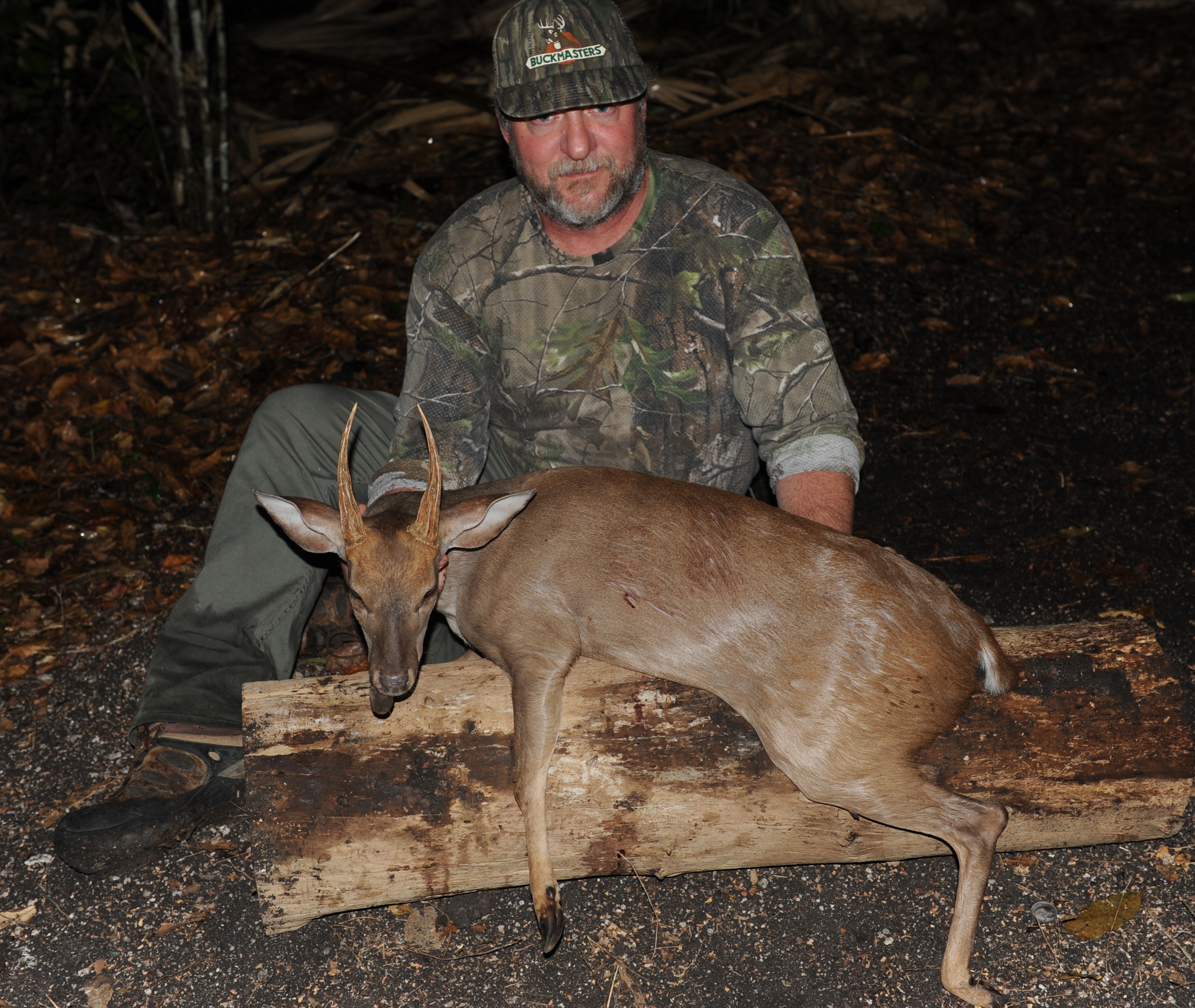 Gray Brocket Deer.JPG