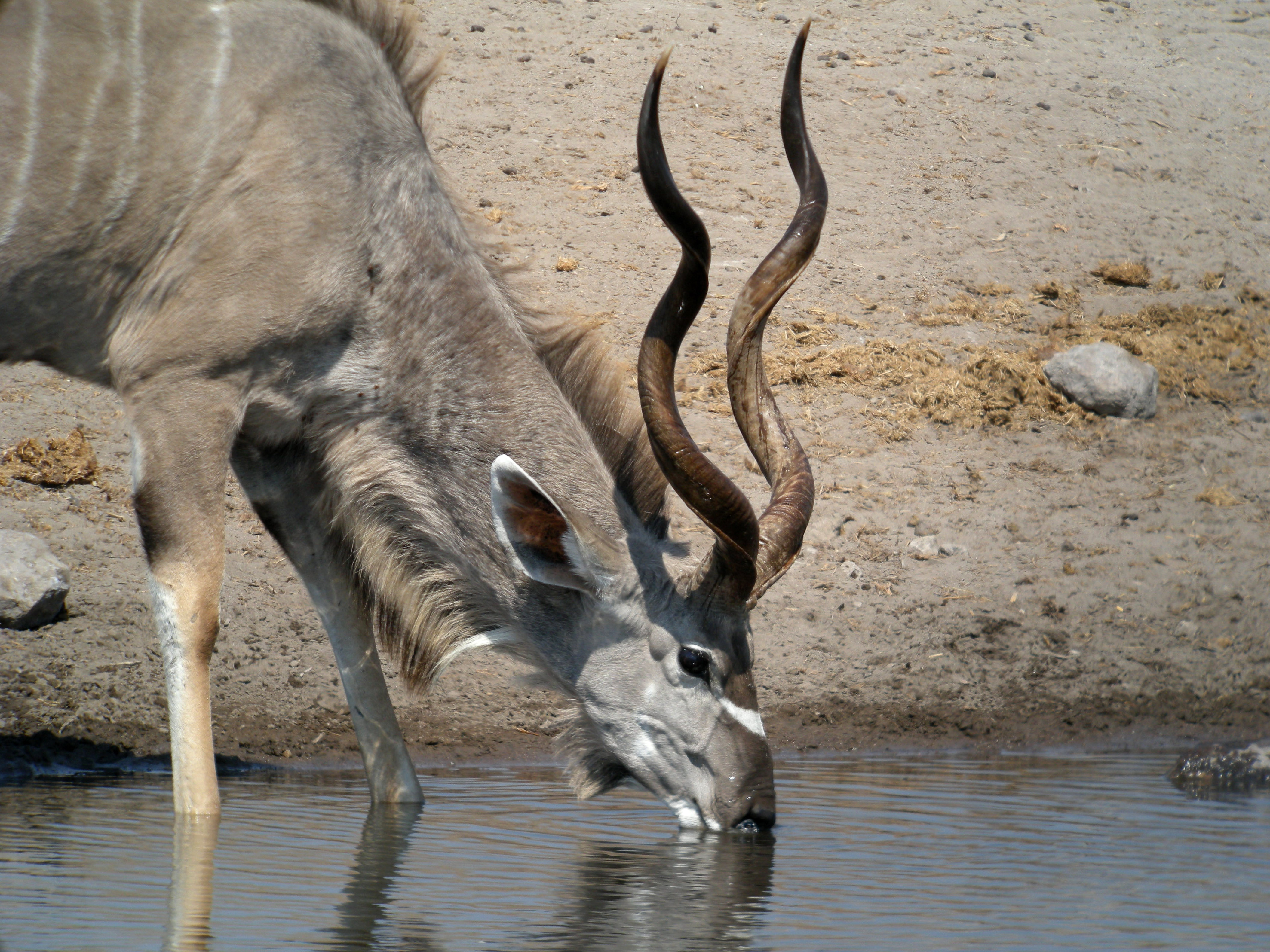 Greater_Kudu,_Etosha_National_Park,_Namibia_2.jpg