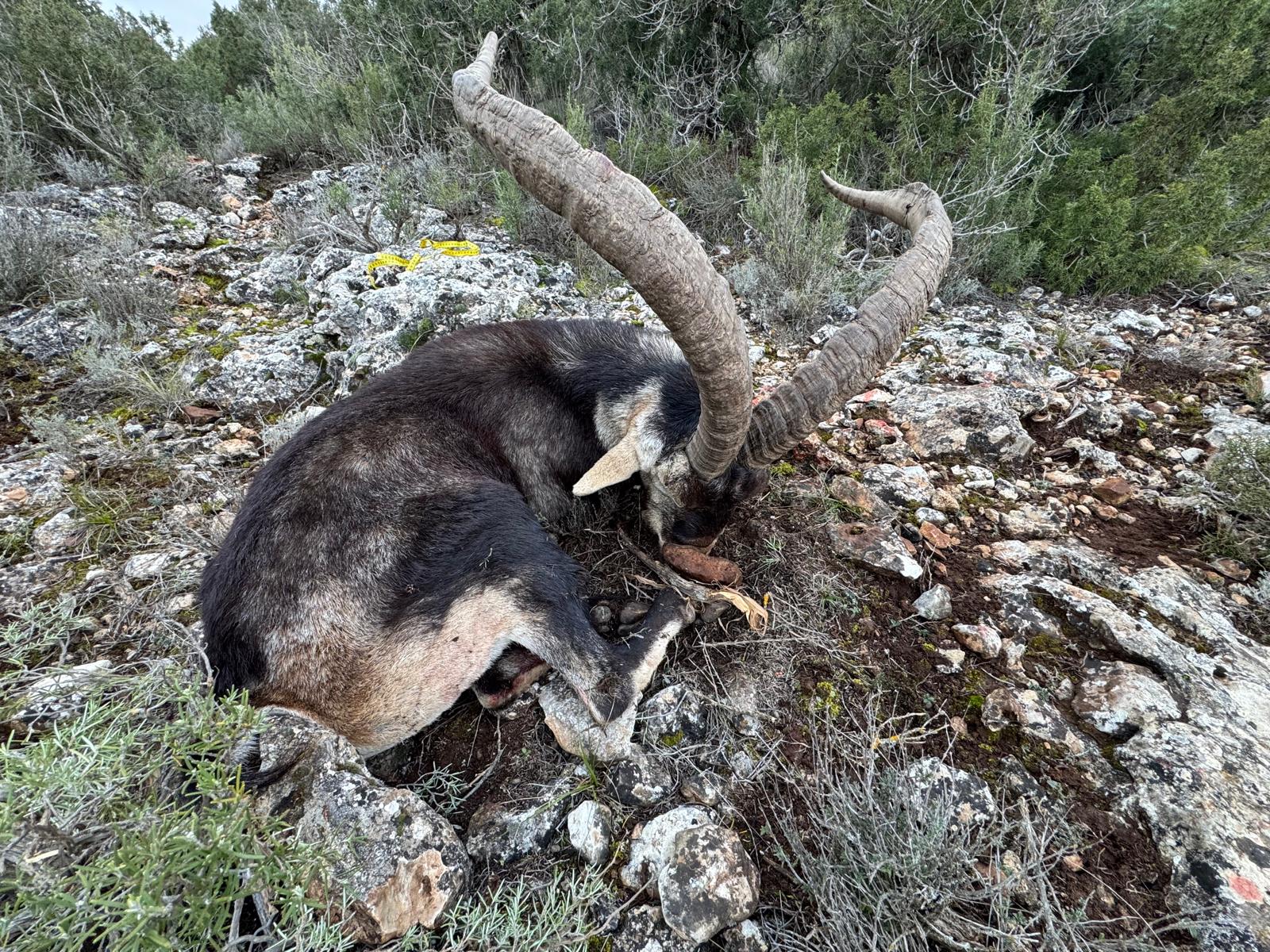 Gredos Ibex 2.jpeg