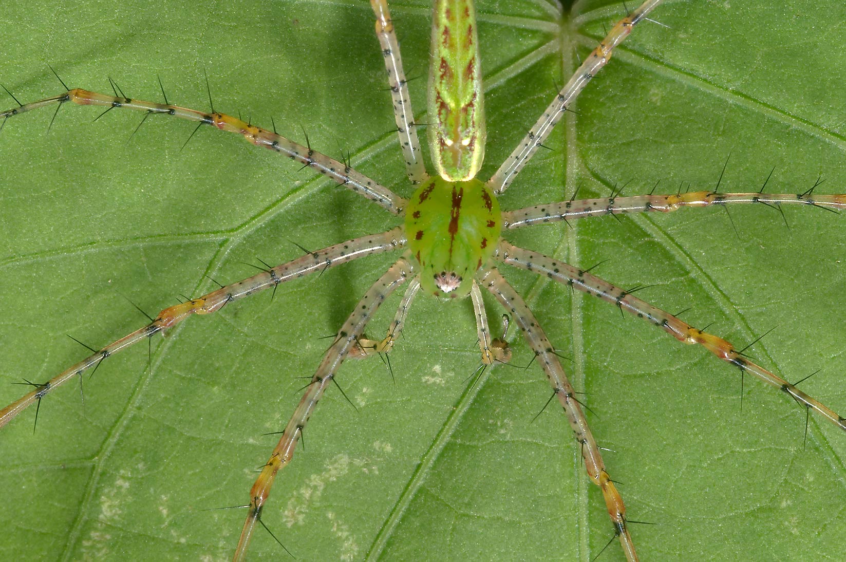 Green Lynx Spider.jpg