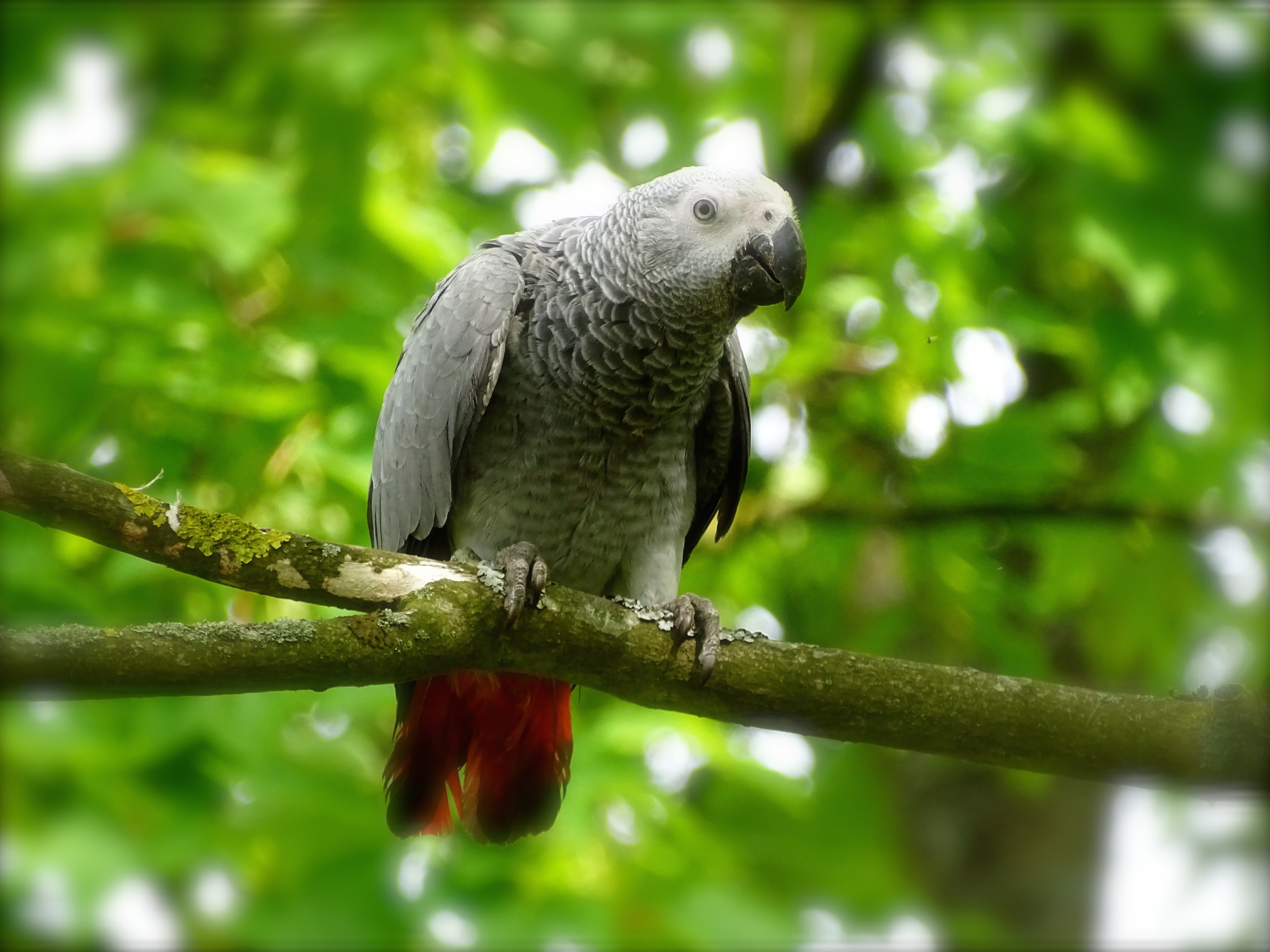 grey parrot.JPG