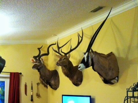 Gus\' trophy wall.jpg