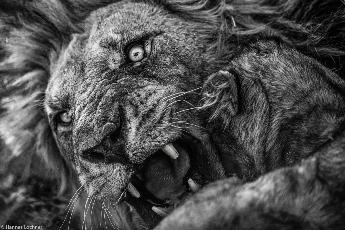 hannes_lochner-lion-fly-in-the-eye-Chobe-NP-Botswana-2.jpg