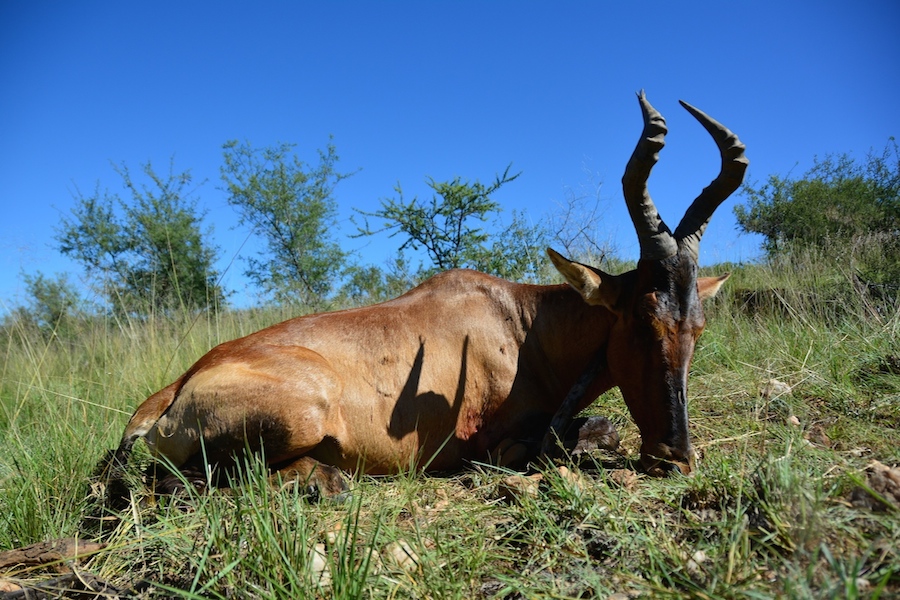 Hartebeest_Trophy.JPG