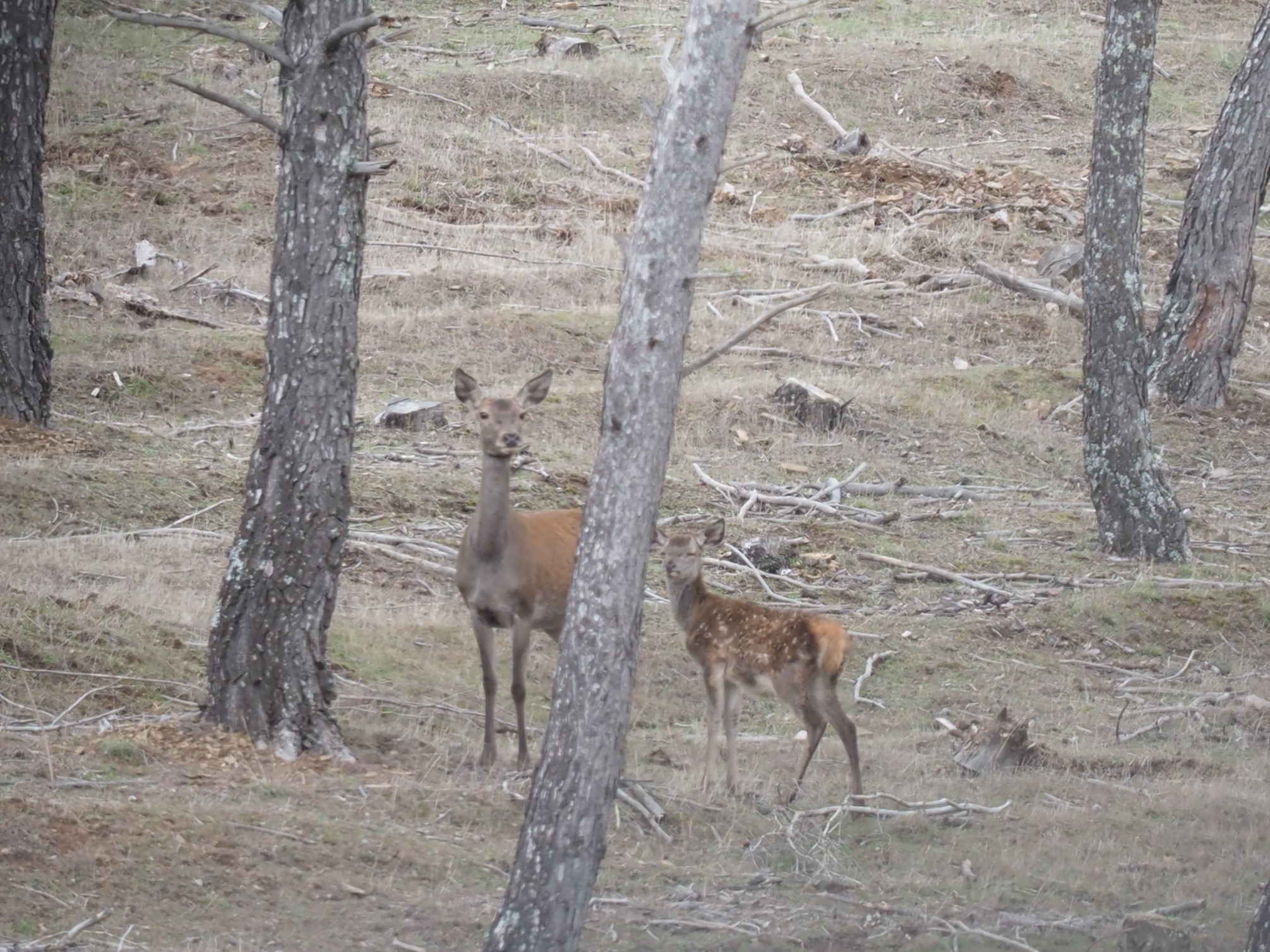 Hind and her yearling IMG_1802 (2).JPG