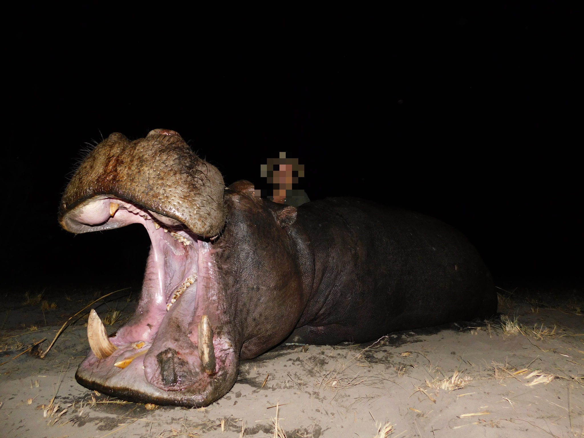 Hippo 3.jpg