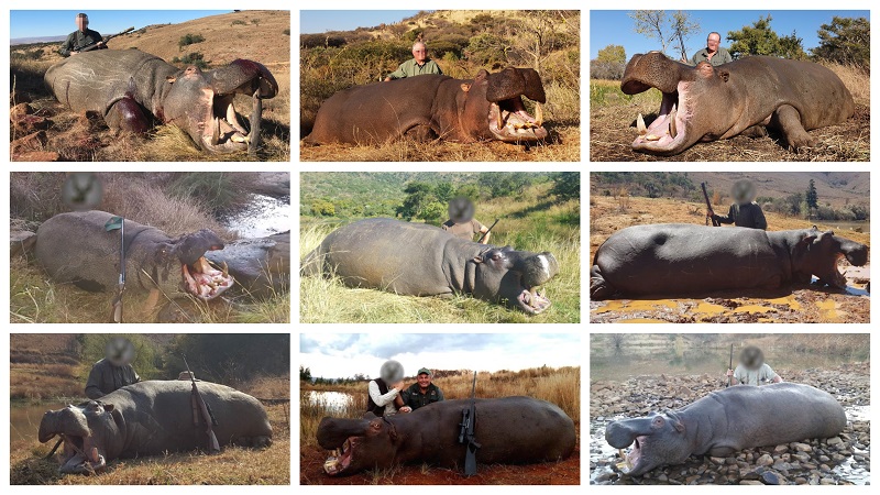 Hippo collage.jpg