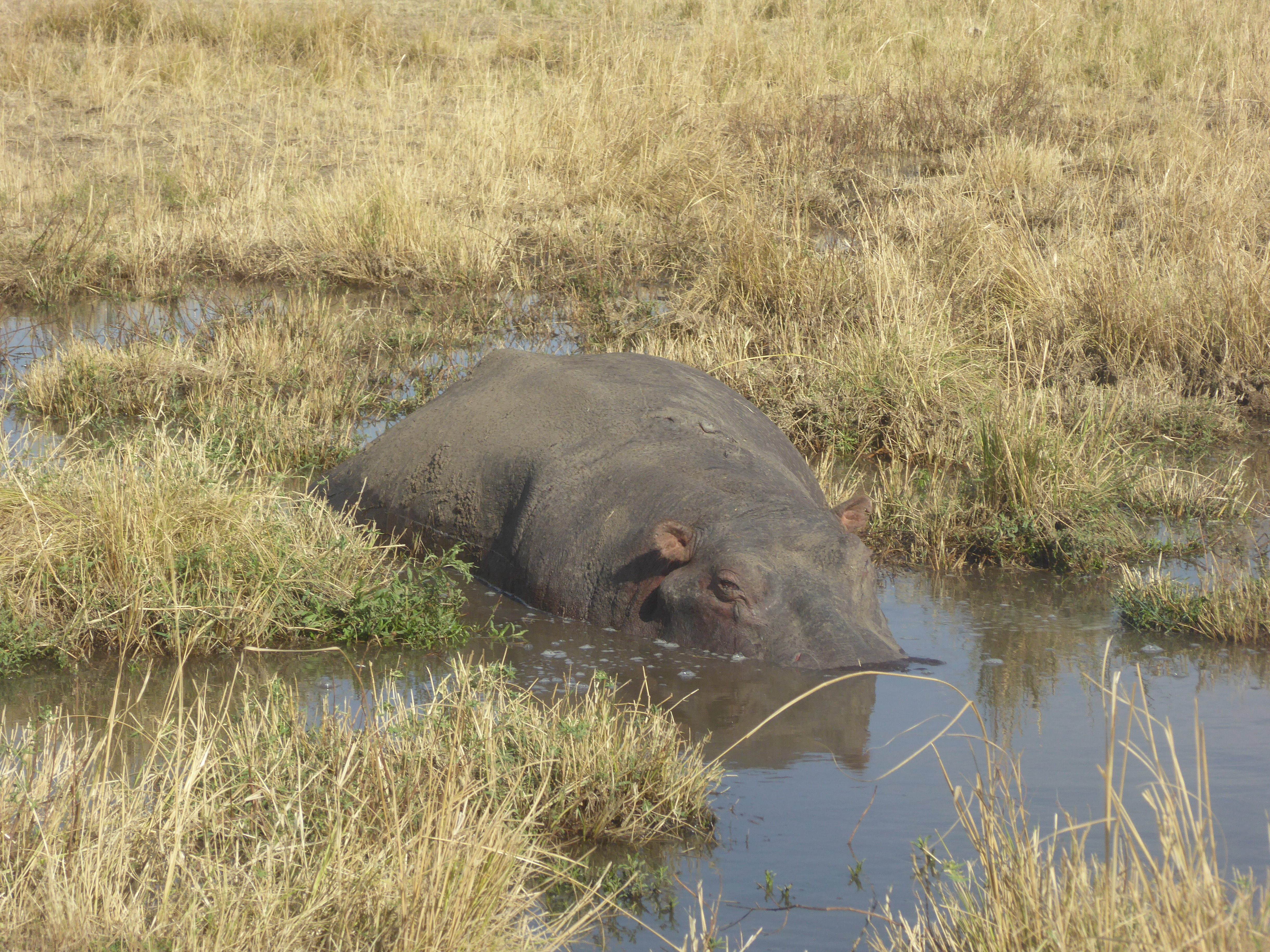 Hippo Hidding in Kenya.JPG