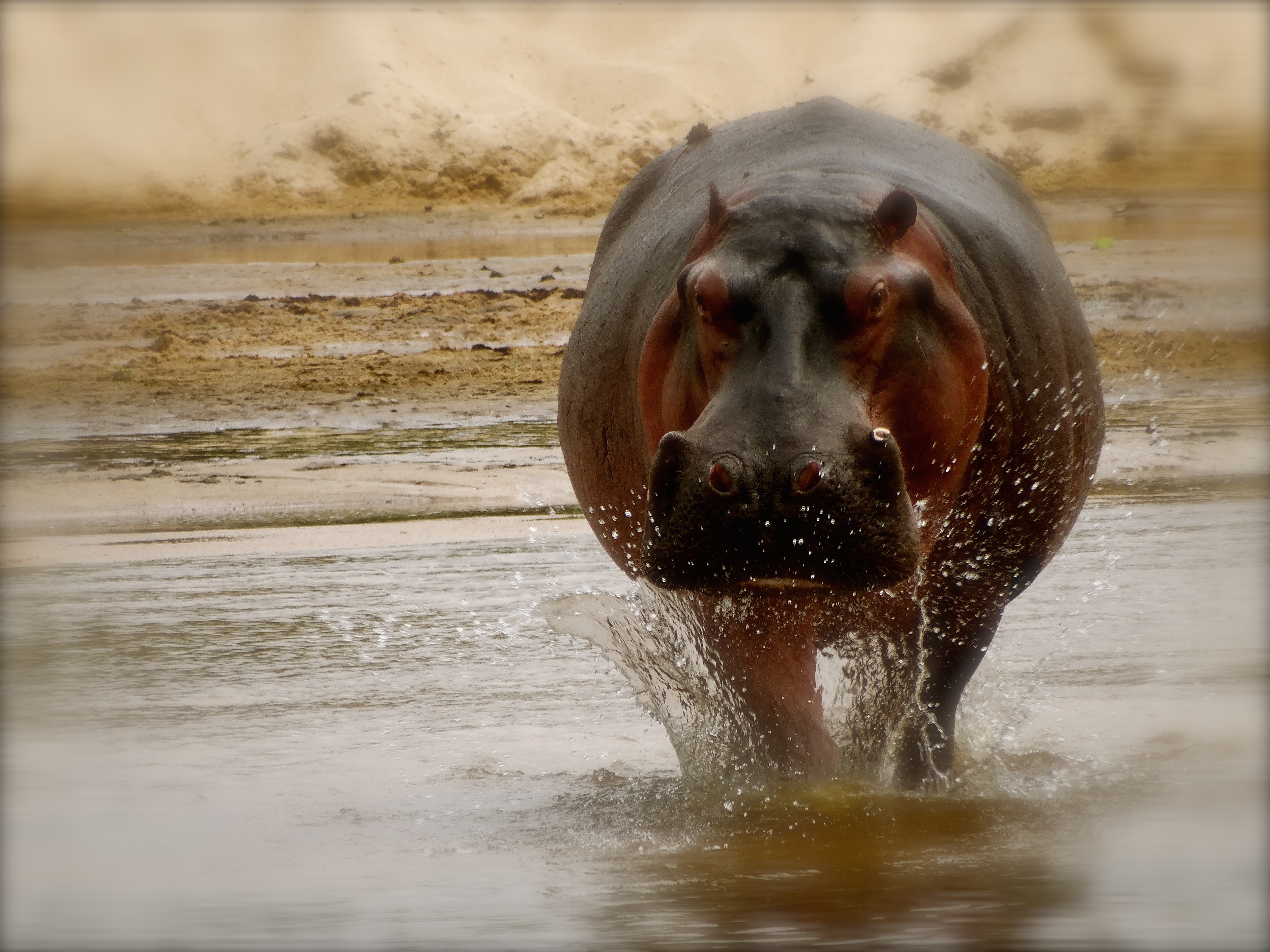 hippo4.JPG