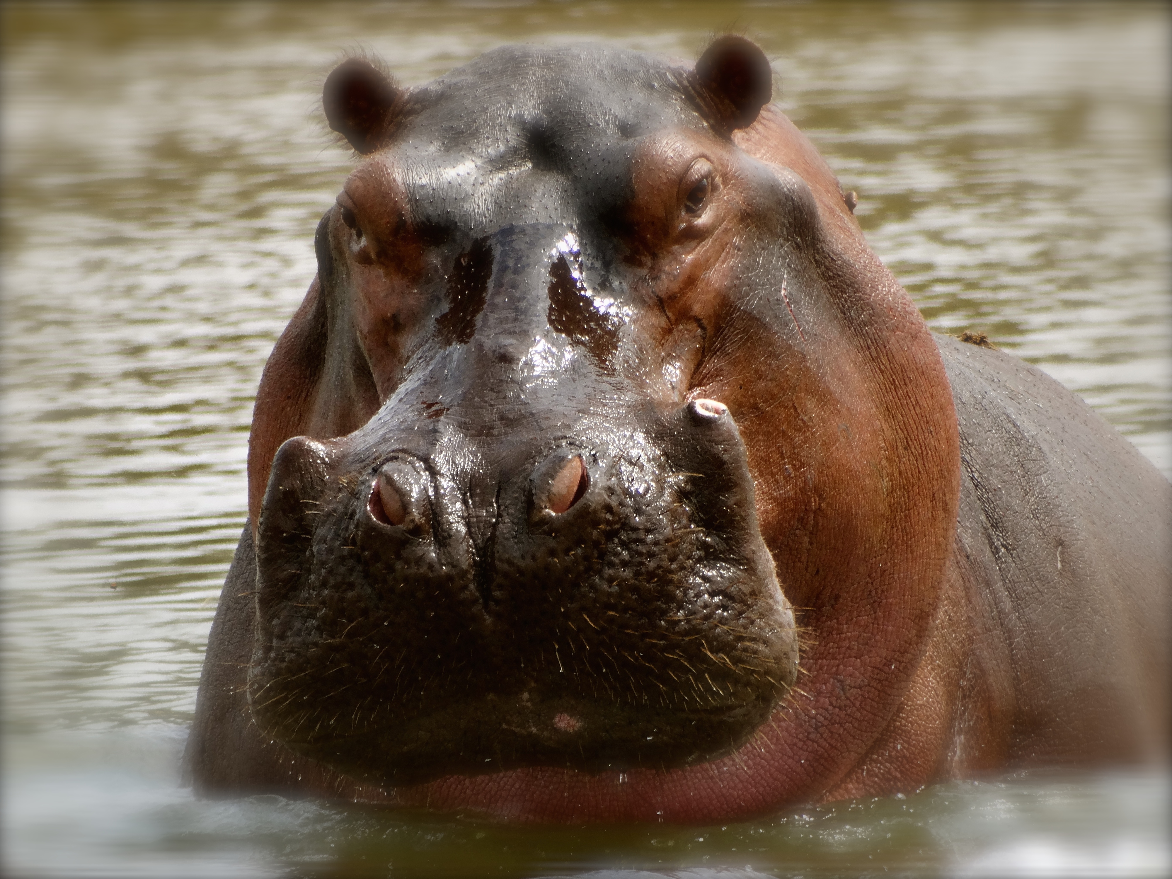 hippo5.JPG