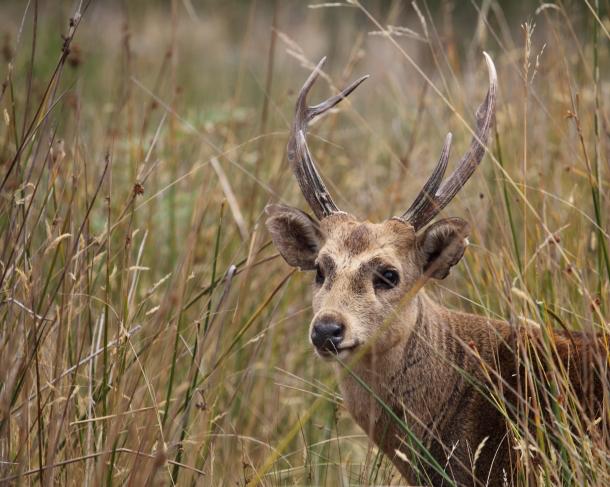 Hog deer stag_0730F830-14A4-11E5-AC9402E22D9E6A7F.jpg