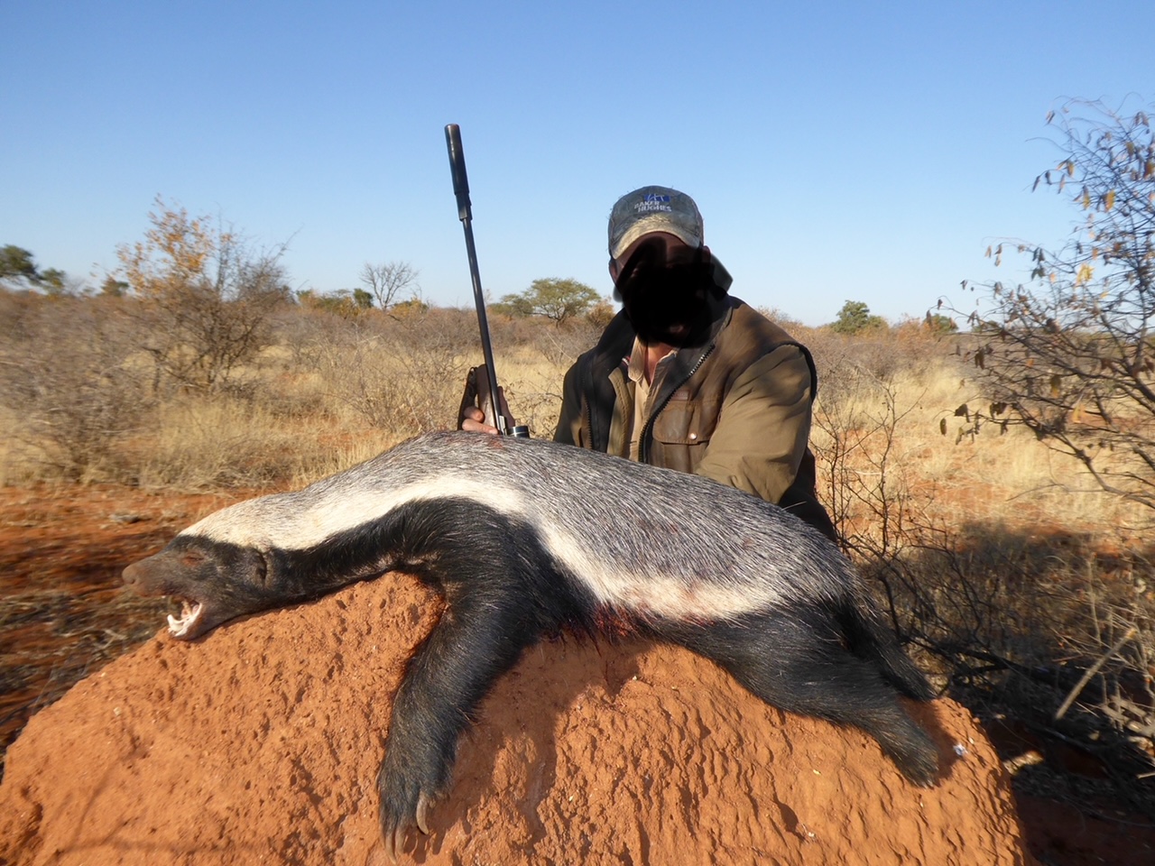 Honey Badger no face .jpg