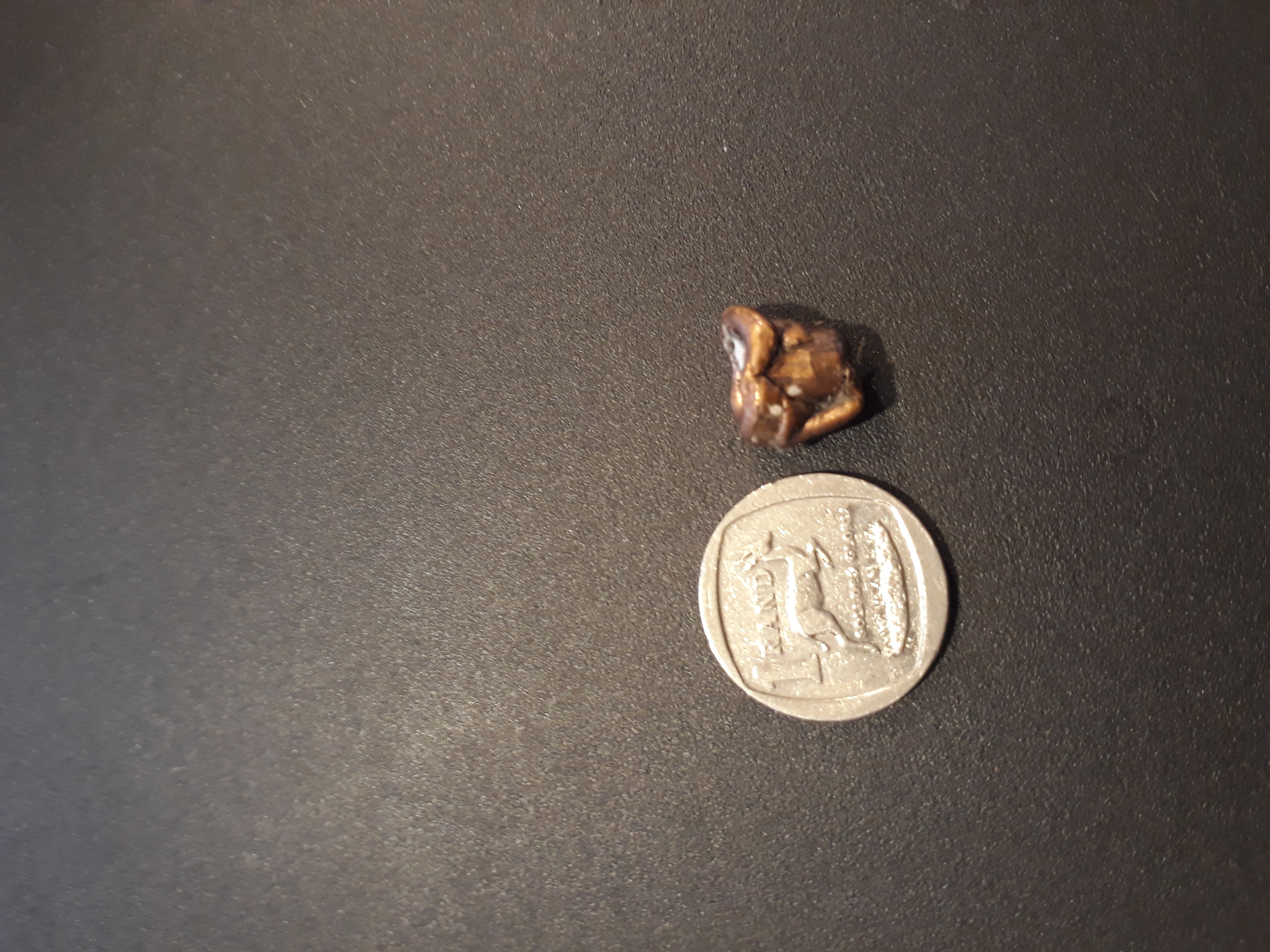 Hornady ELD-X 143gr Kudu recovered.jpg